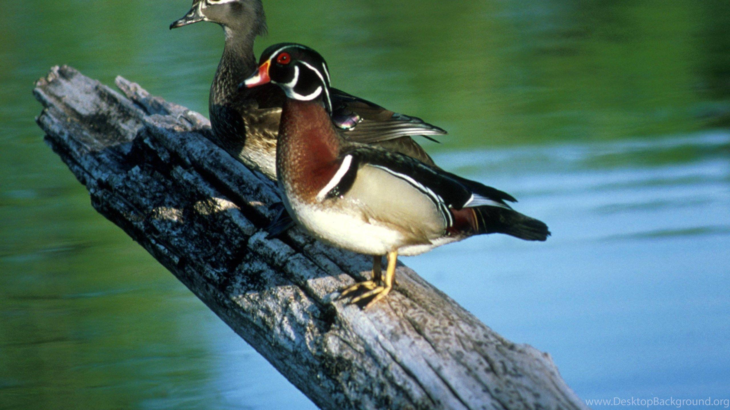 537 Drake Wood Duck Photos and Premium High Res Pictures  Getty Images