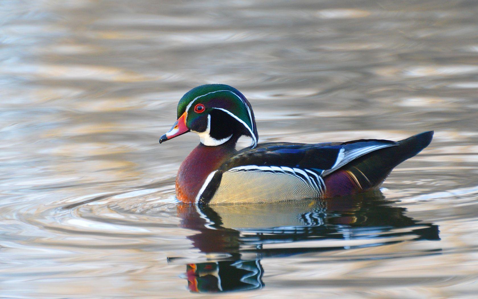 1680x1050 Wood Duck Wallpaper Wood Duck Egg