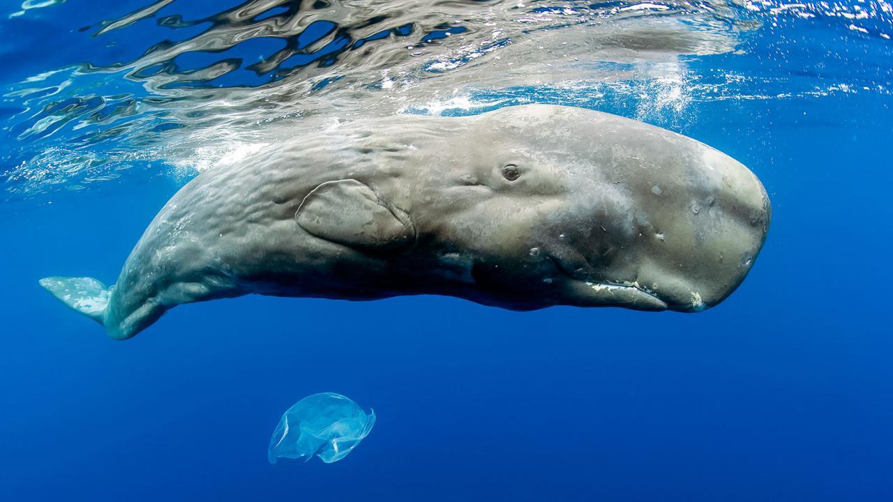 1280x720 Whale social network reveals surprising allies