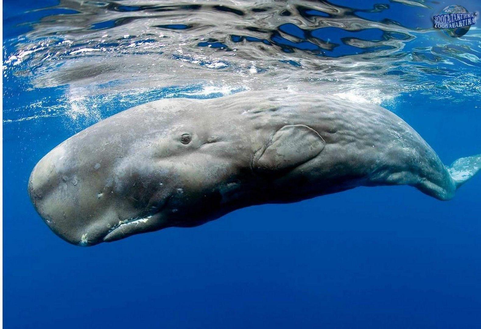 Sperm Whale Wallpapers - Top Free Sperm Whale Backgrounds - WallpaperAccess