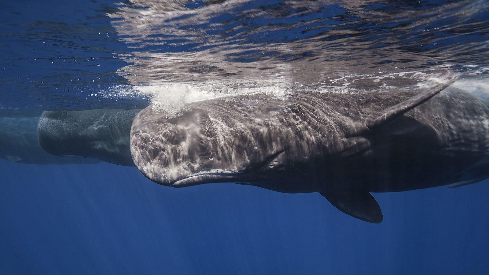 1600x900 Wallpaper Whale, Sperm Whale, Sea, Ocean, Underwater Whale HD