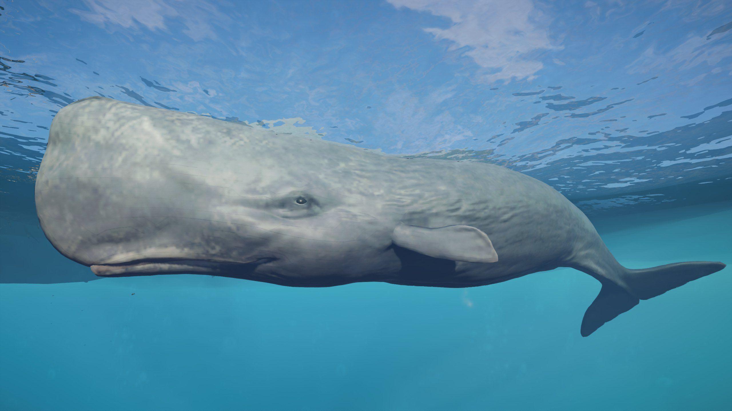 2560x1440 Sperm Whale at Assassin's Creed Odyssey Nexus and Community