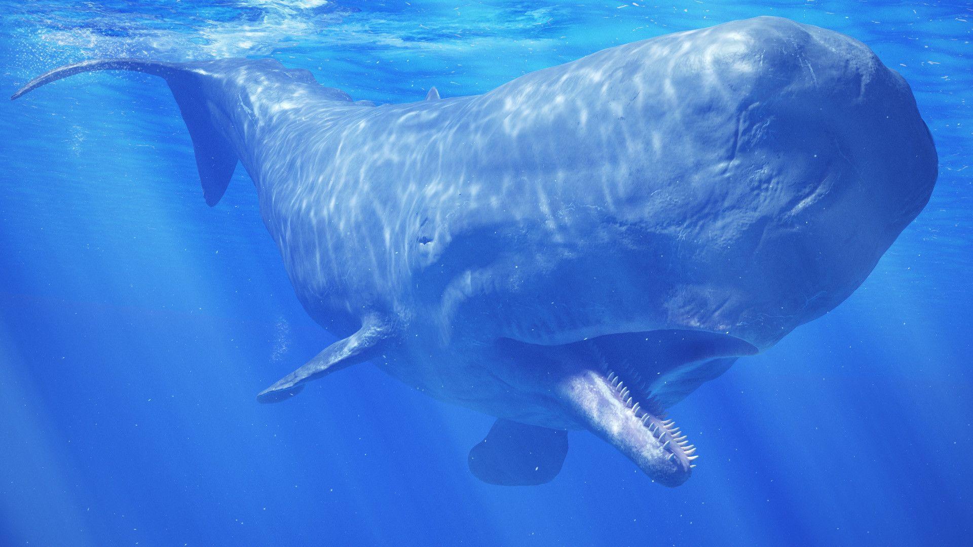1920x1080 Adult Sperm Whale, Benjamin Brosdau