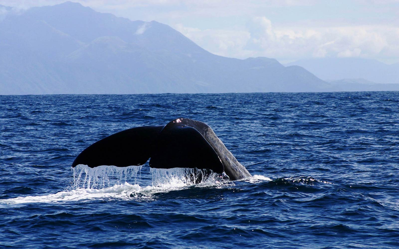 1600x1000 Free Sperm Whale Wallpaper