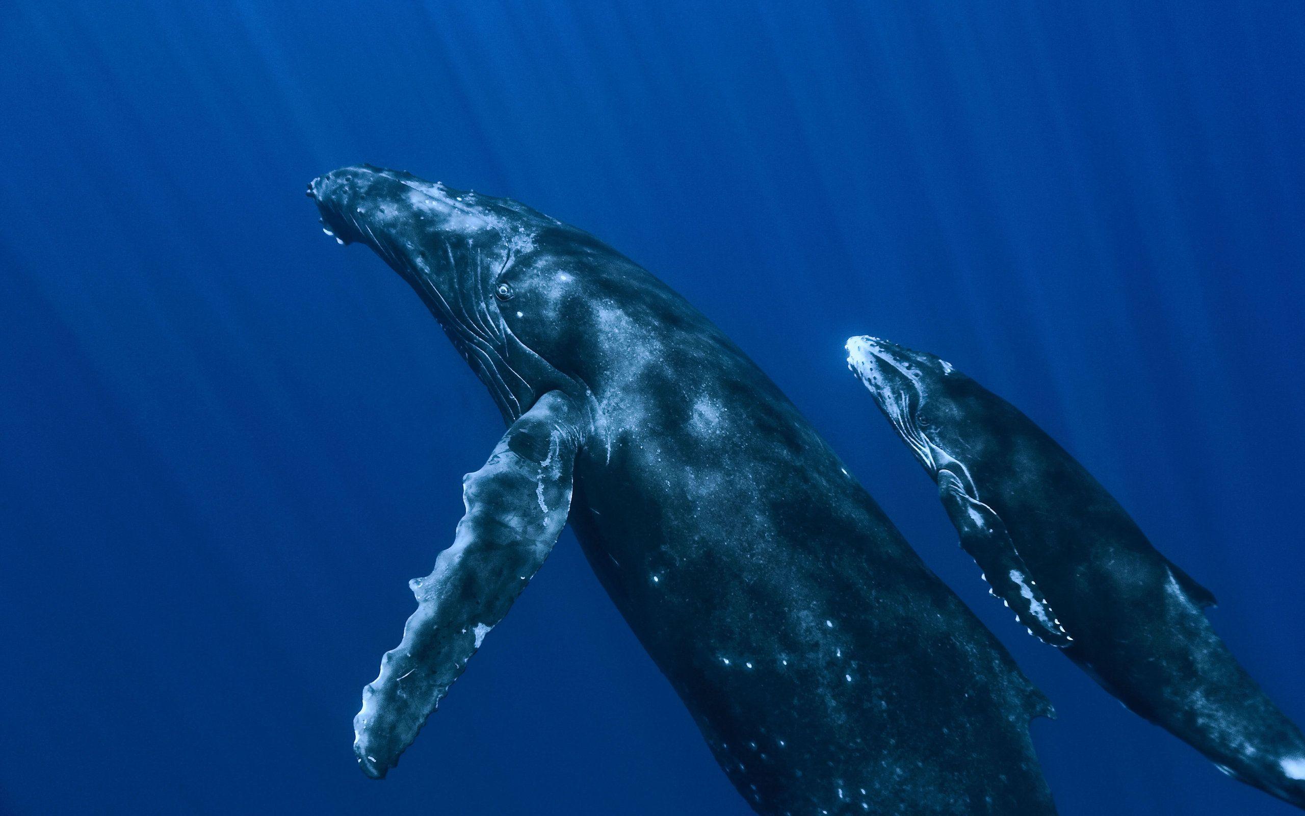 2560x1600 Whale Desktop Wallpaper
