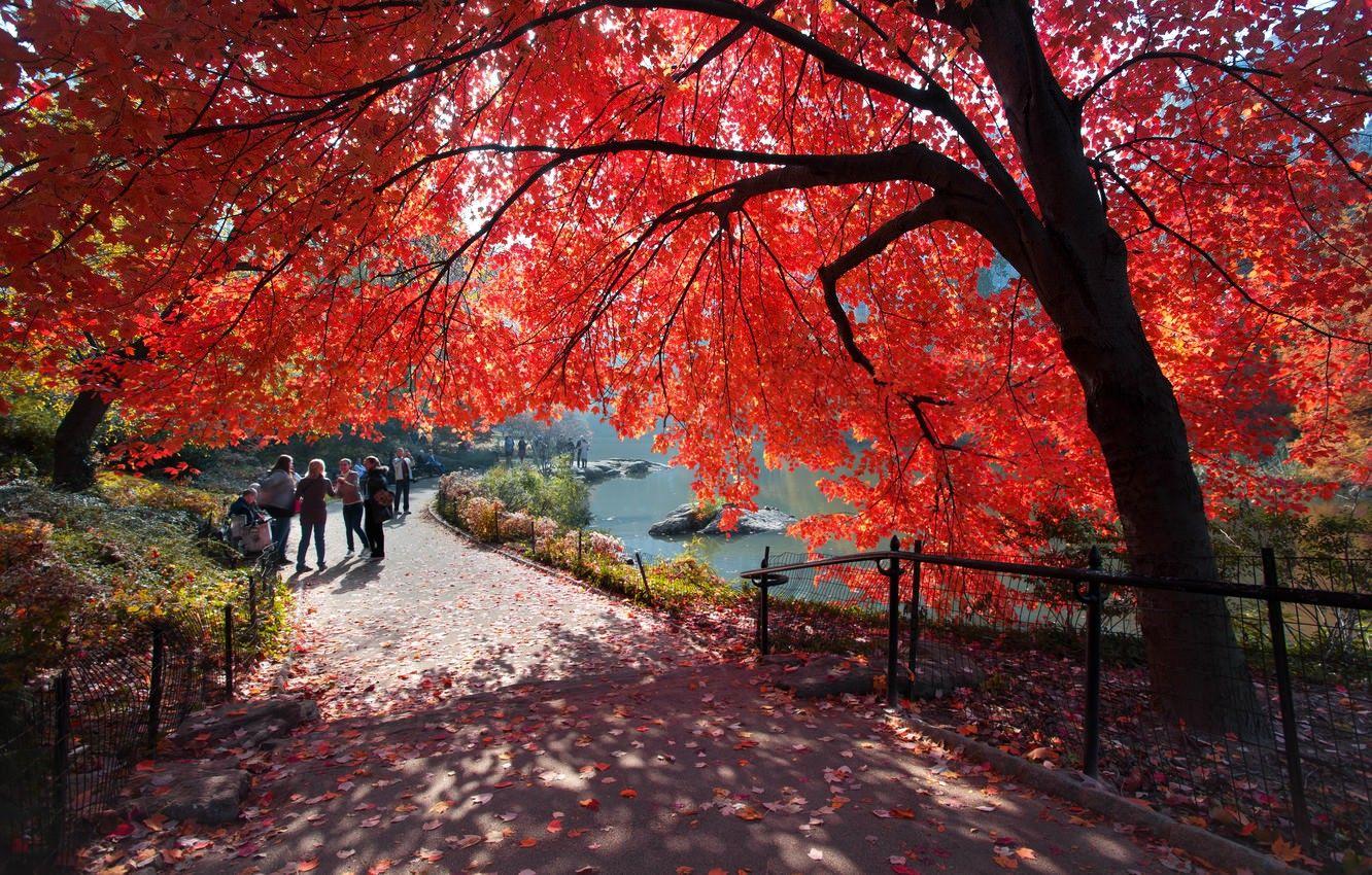 1332x850 Wallpaper USA, New York, New York City, autumn, people, america, manhattan, central park, route, fall, united states of america, maple leaves, maple image for desktop, section город