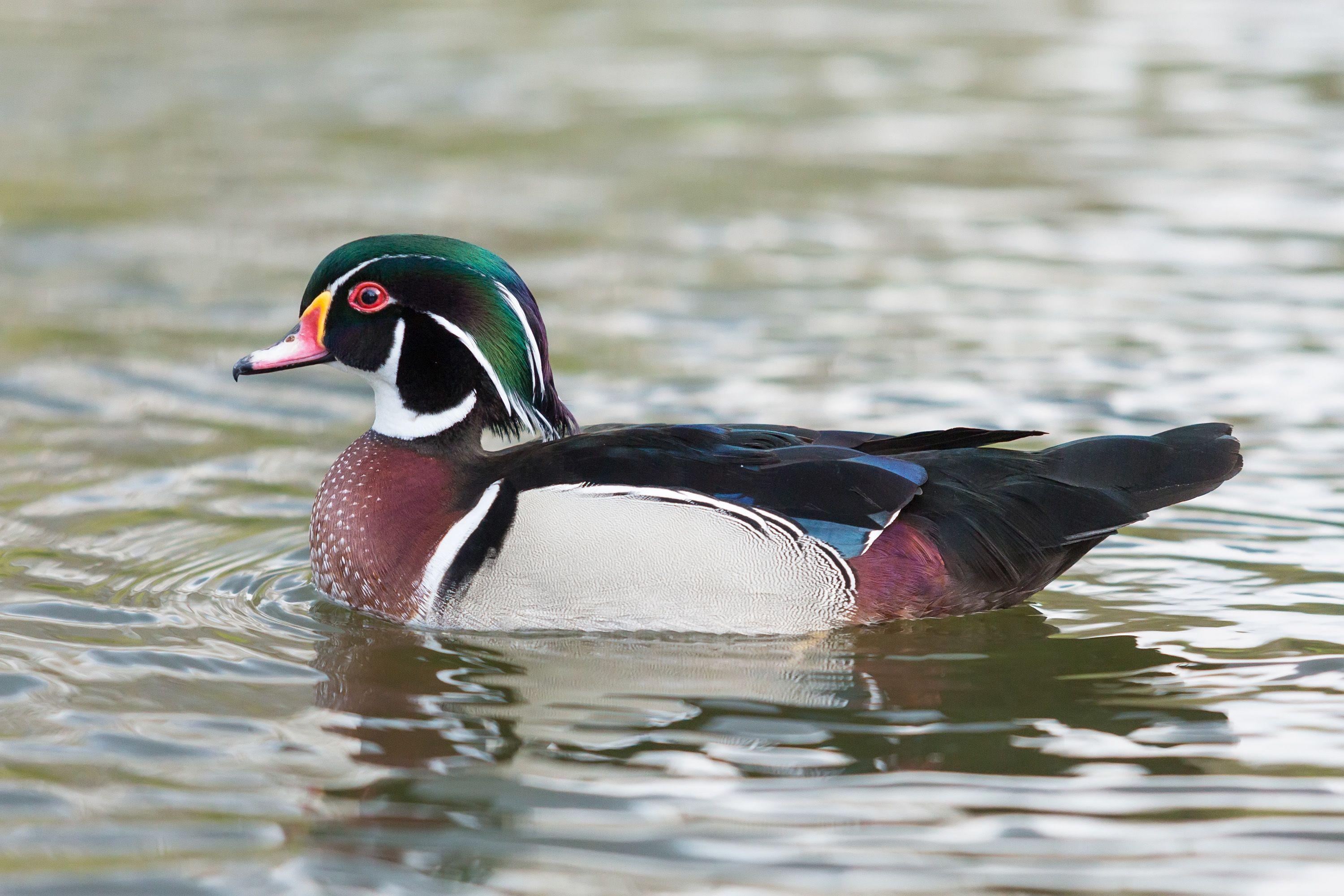 3000x2000 Wood Duck St James's Park, London