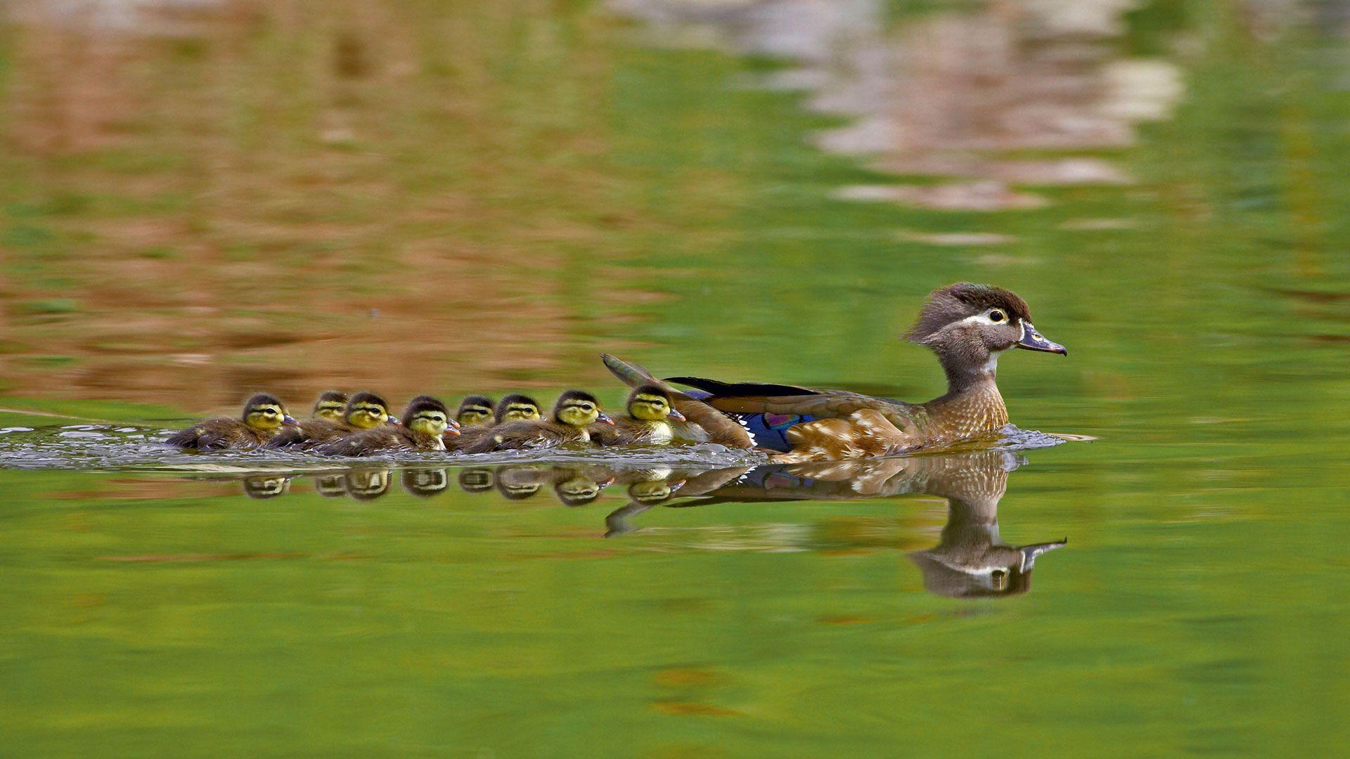 1920x1080 A female wood duck and ducklings in Arapahoe County, Colorado