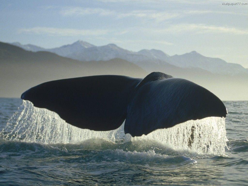 1024x768 Whale Wallpaper