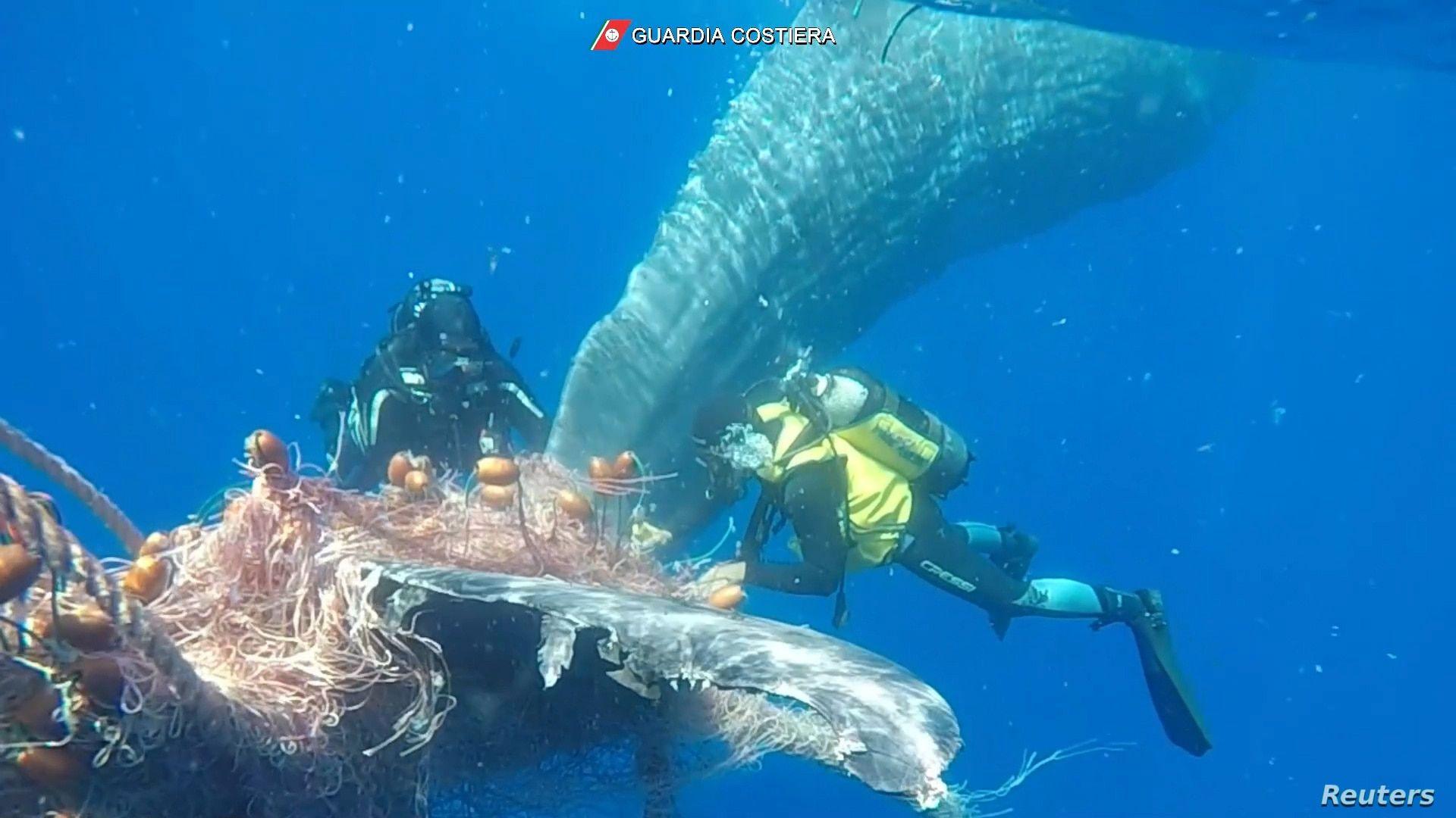 1920x1080 Italy's Coast Guard Frees Trapped Whale. Voice of America