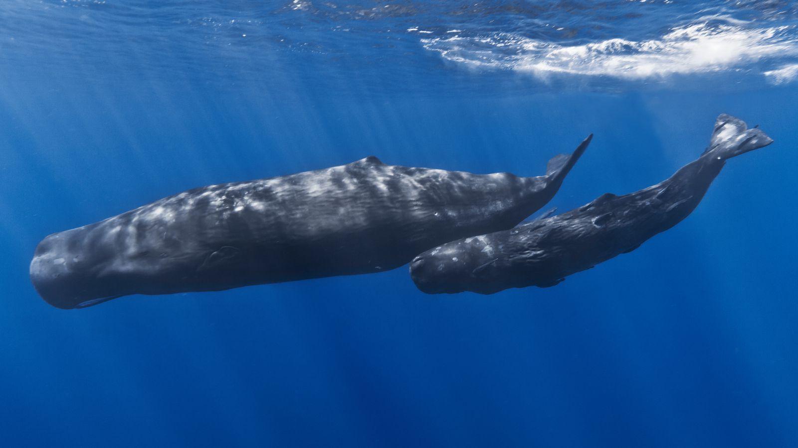 1600x900 Whales Struggled to Find Food After New Zealand's 2016 Earthquake