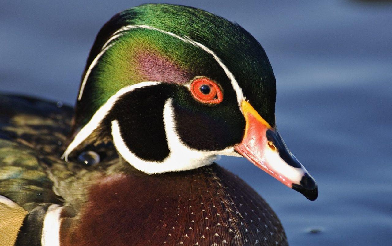 1280x804 Male Wood duck wallpaper. Male Wood duck