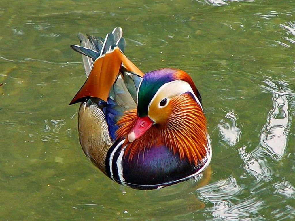 1024x768 Duck Wallpaper Download HD Wallpaper Free