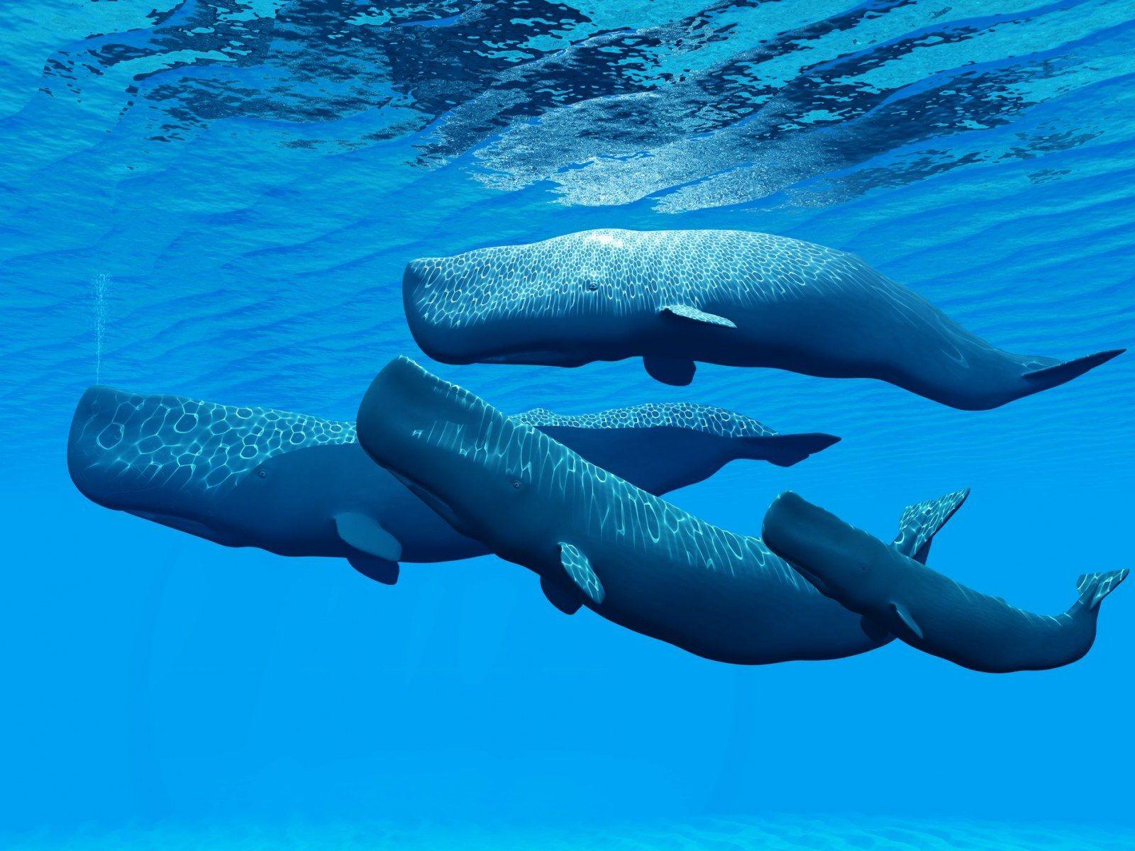1600x1200 Chinese Scientists Are Using Sperm Whales to Hide Secret Military Messages