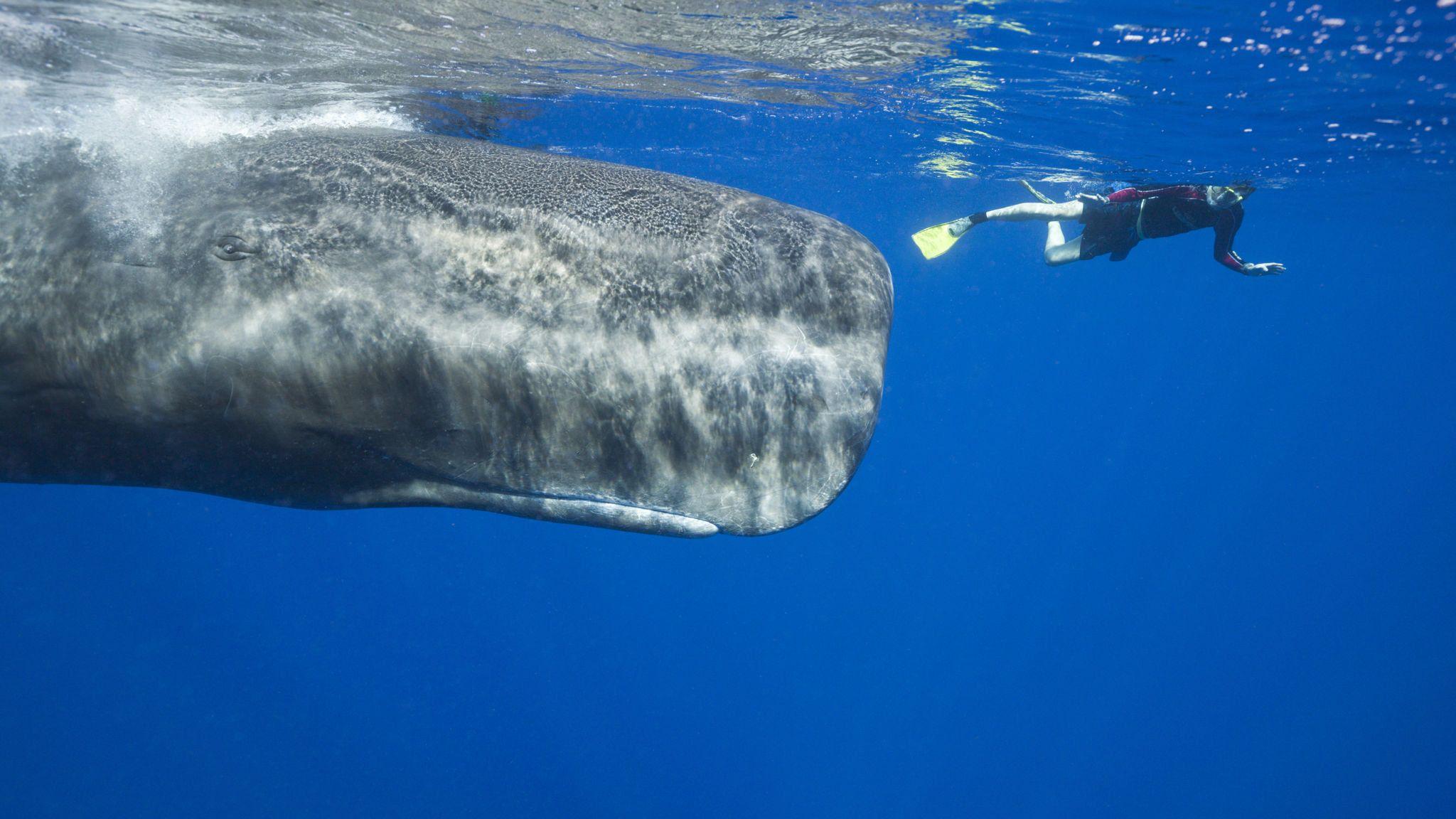 2048x1152 Deep encounters: swimming with sperm whales in the Caribbean