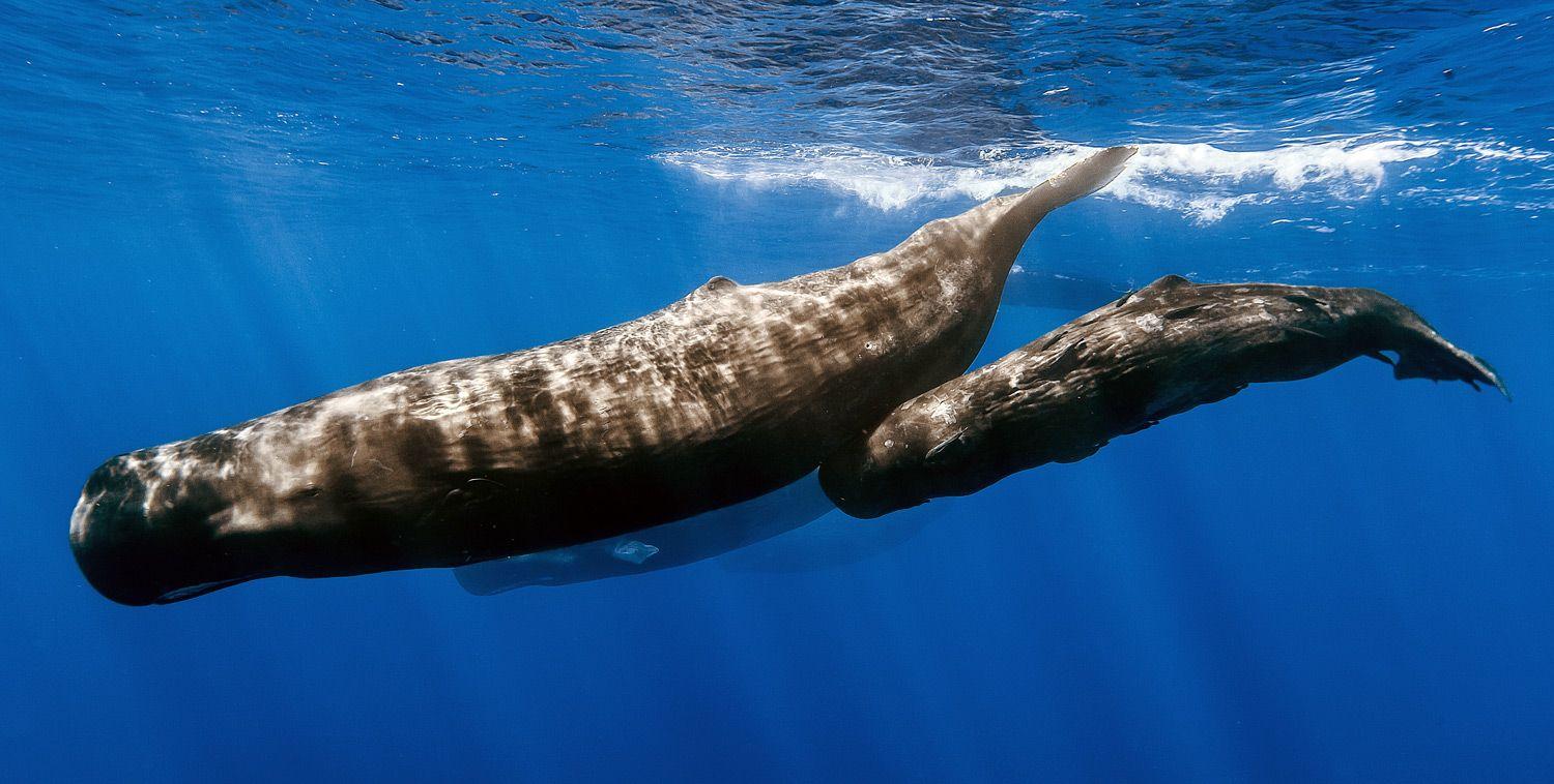 1500x758 Types of Whales