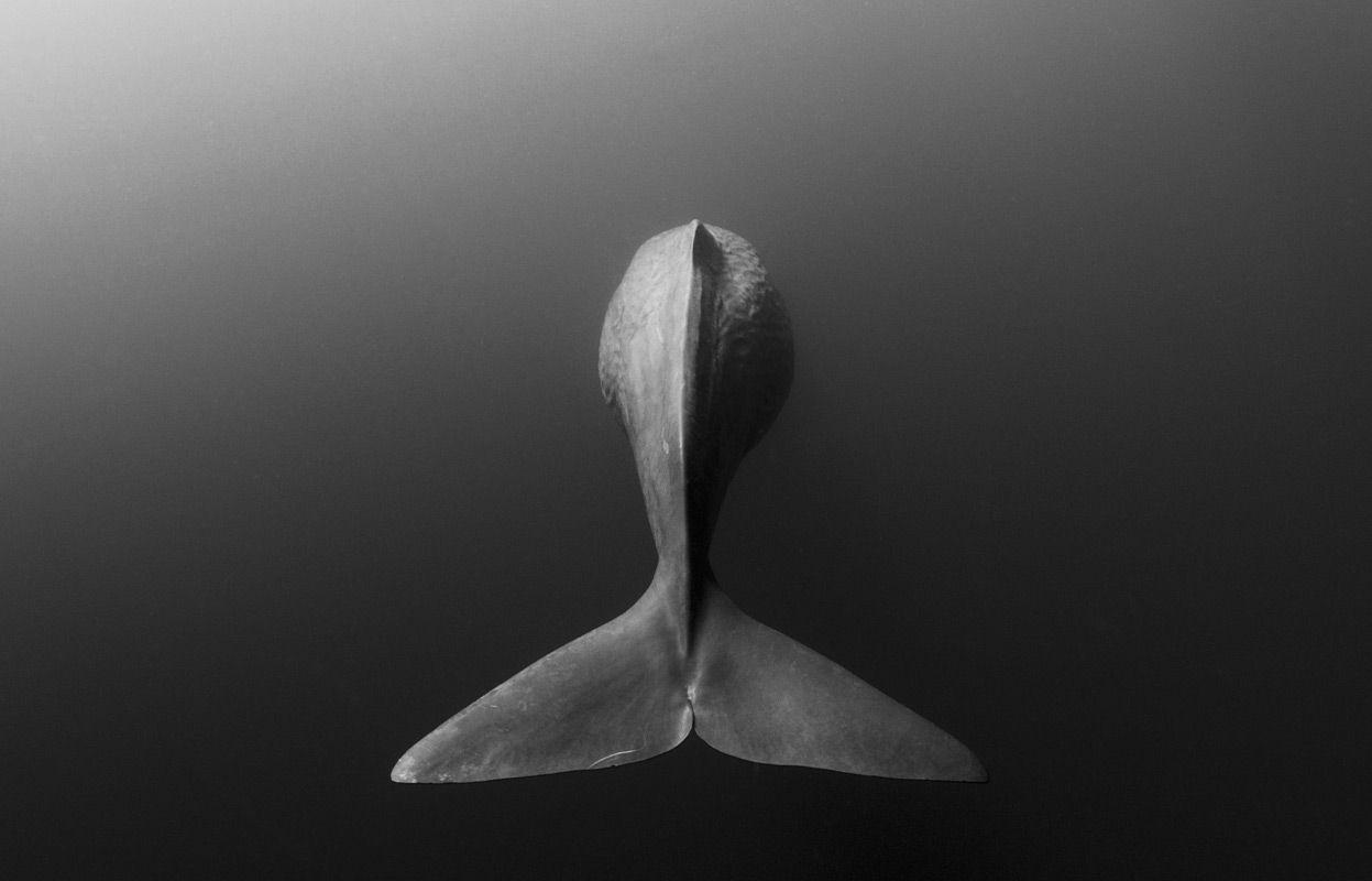 1247x800 Sperm Whale Heading Back Into The Depths, Sri Lanka. Photo By Shane Gross. (x Post R Whales)