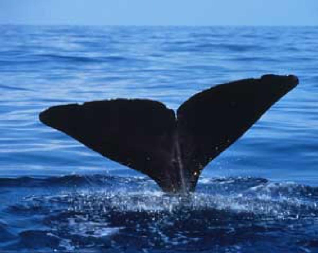 1024x815 Sperm Whale Wallpaper HD FREE for Android