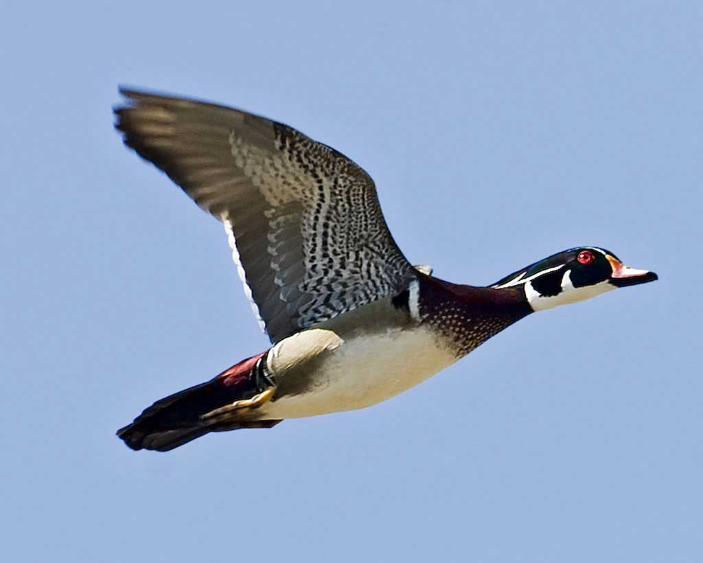1024x820 Wood Duck wallpaper, Animal, HQ Wood Duck pictureK Wallpaper