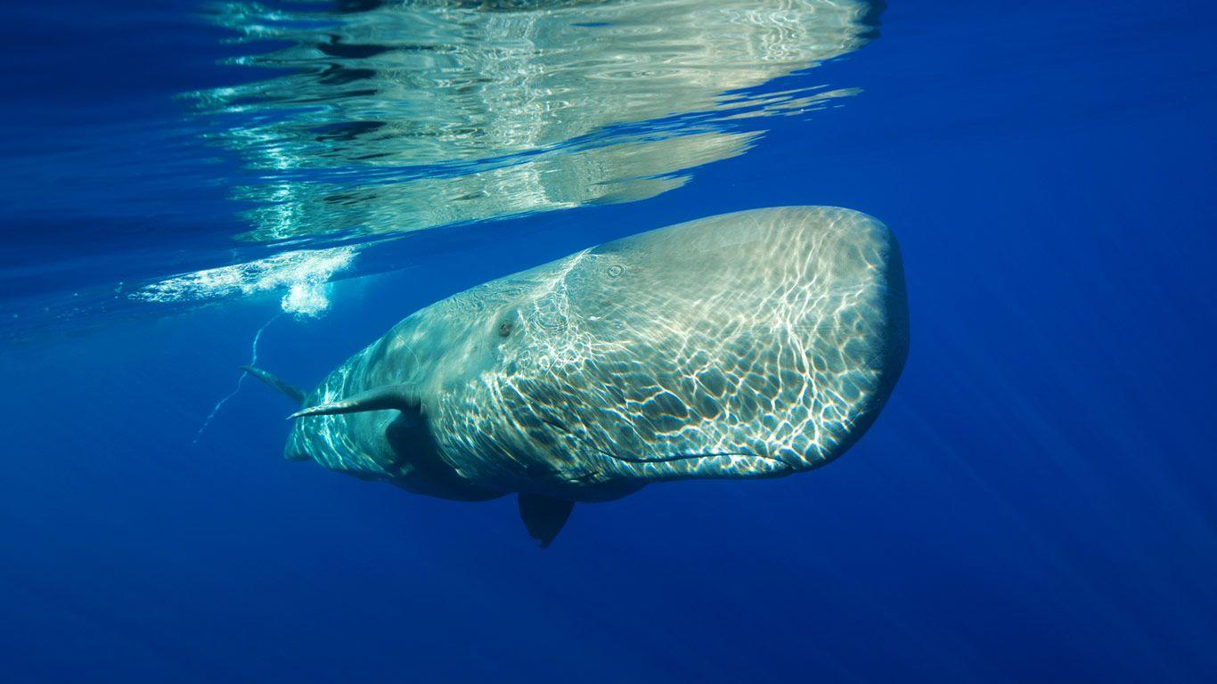 1366x768 Bing Whale Wallpaper