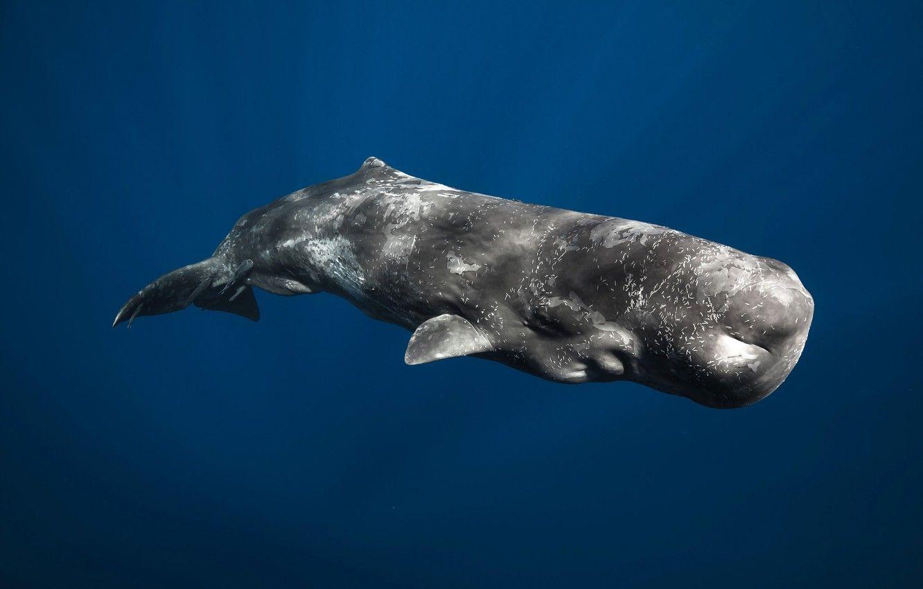 1332x850 Wallpaper mammal, Sperm whale, the largest of the toothed whales, Physeter macrocephalus image for desktop, section животные