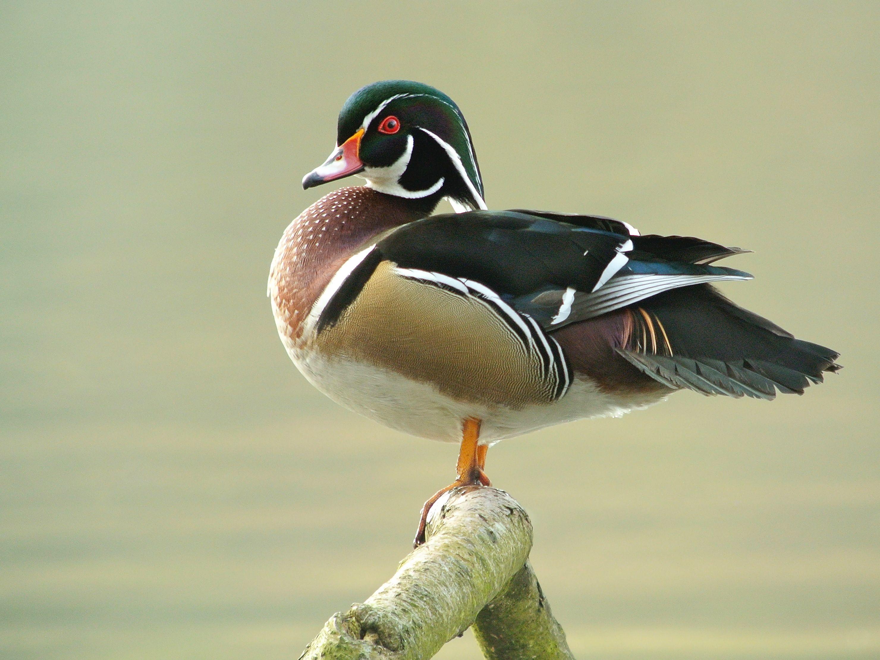2960x2220 Male Wood Duck (Aix Sponsa), Parc Du Rouge Cloître, Brussels