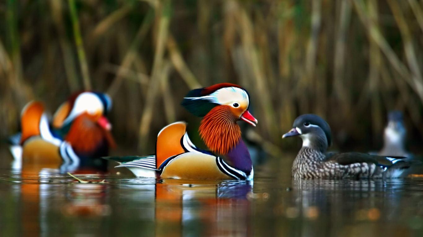 1366x768 Mandarin Duck wallpaper, Animal, HQ Mandarin Duck pictureK