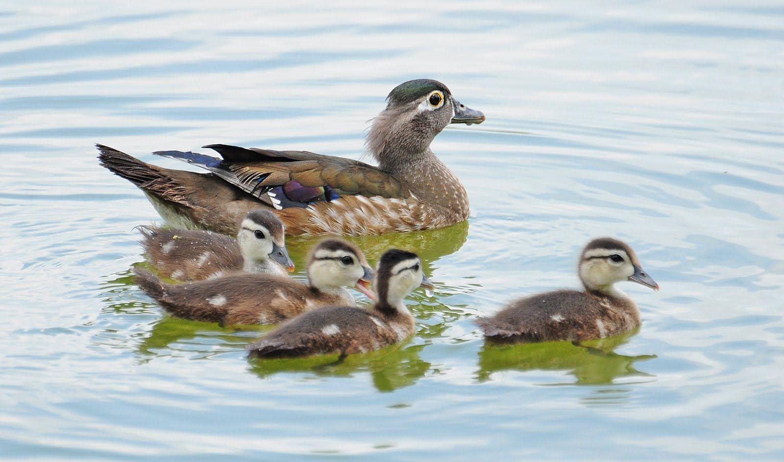 1600x944 World Amazing Wallpaper: Wood duck family