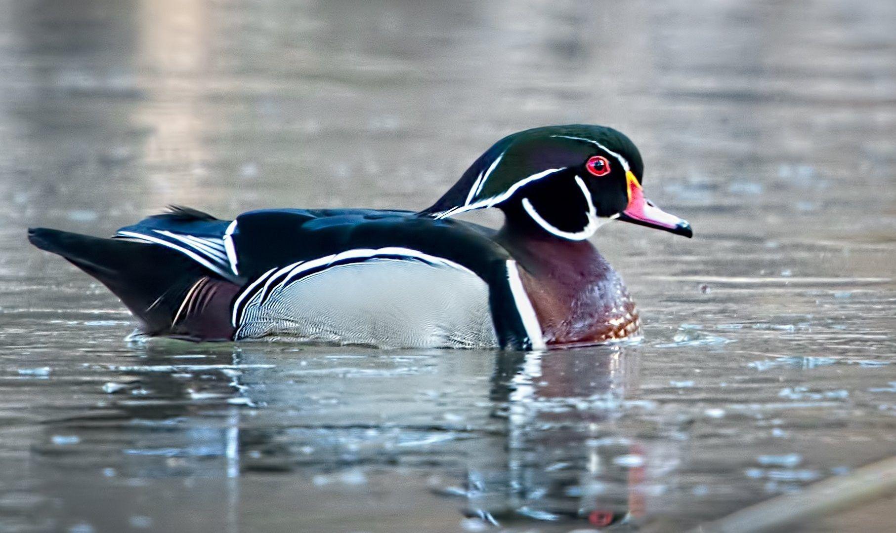 1813x1080 Wood Tag wallpaper: Wood Duck Ducks Bird Wallpaper Birds