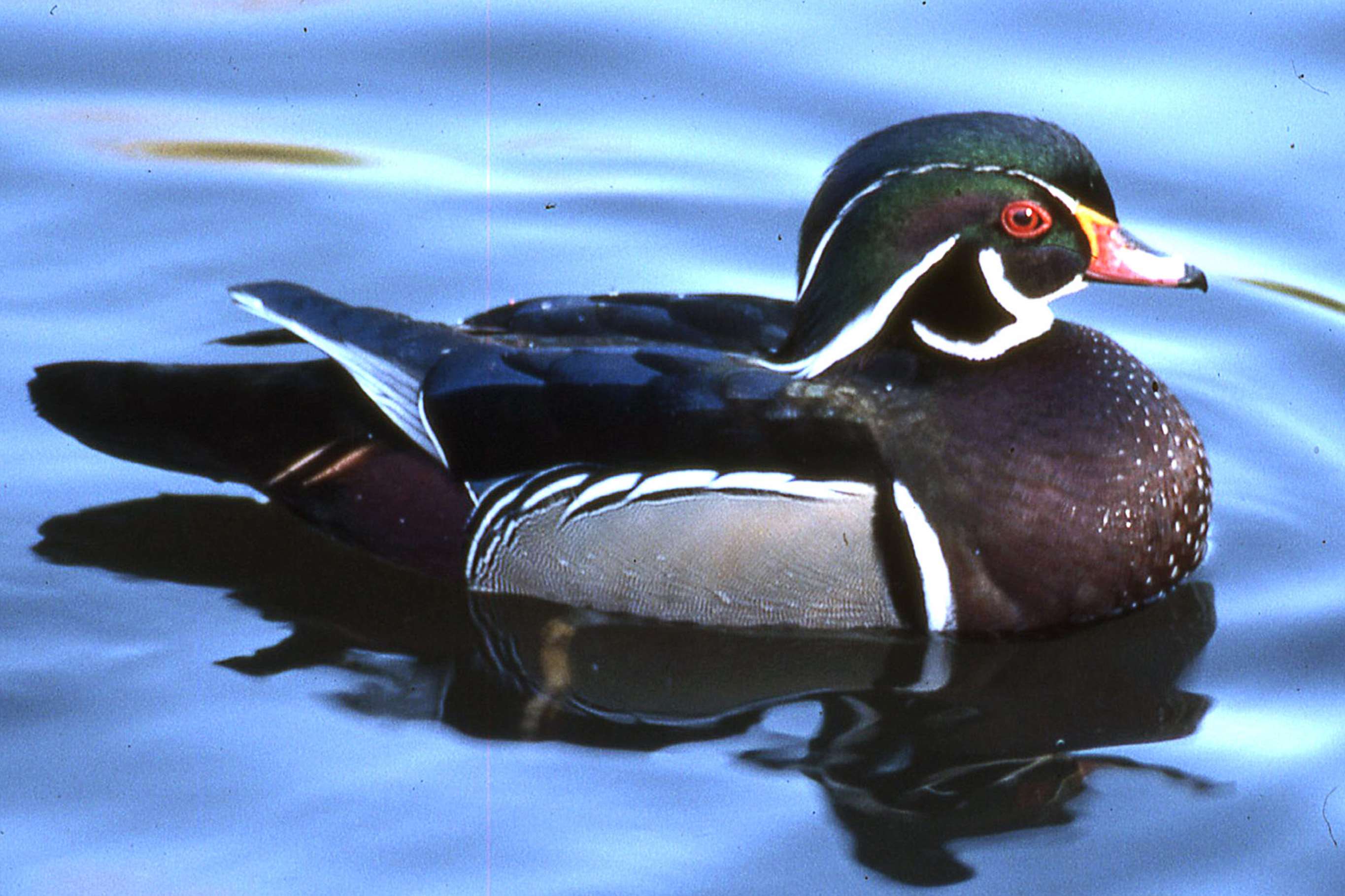 2730x1820 birds water duck wood duck wallpaper and background