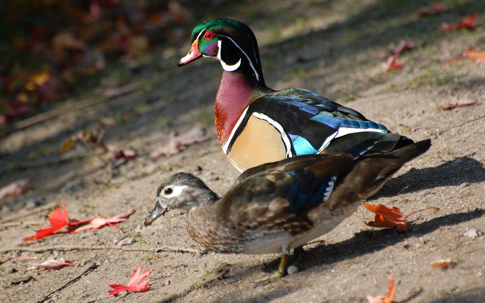 1680x1050 Suzanne Britton Nature Photography: Wood Duck Pair