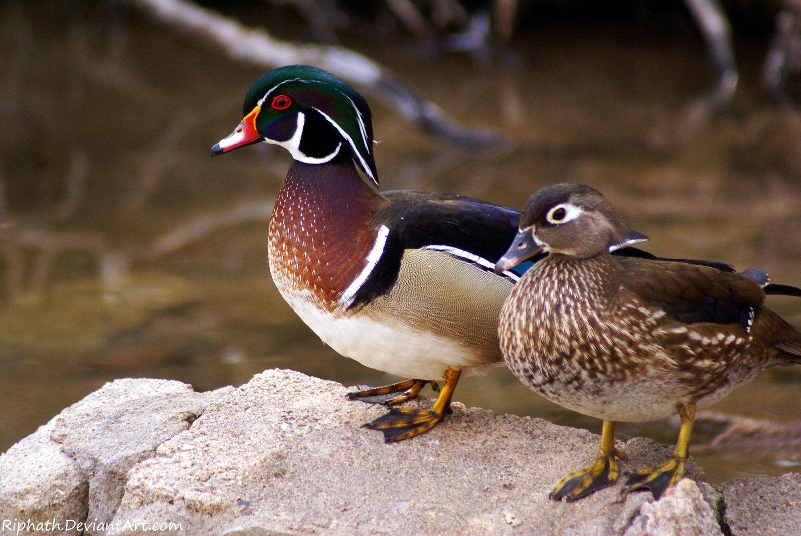 1600x1071 Wood Duck couple