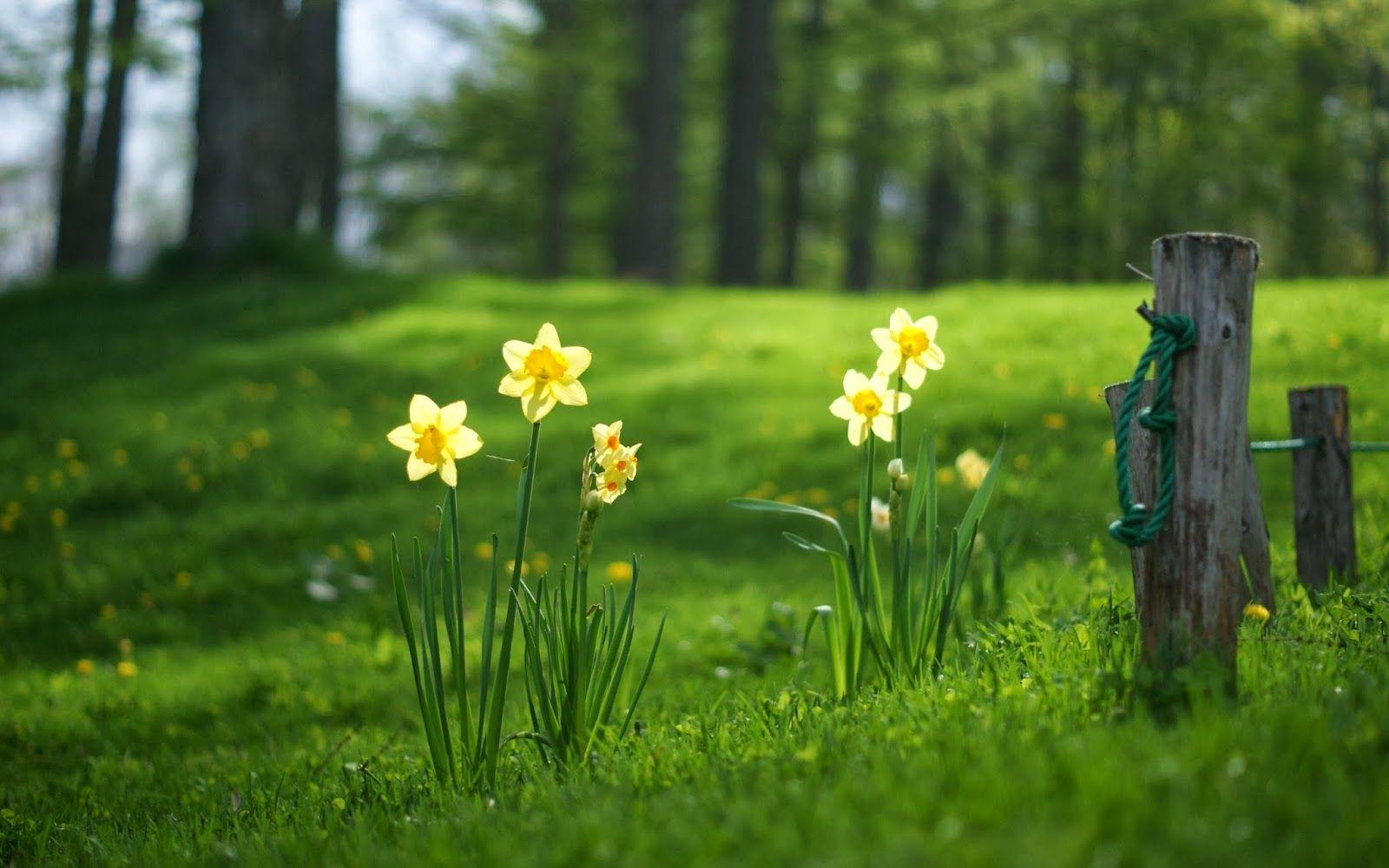 1600x1000 High Resolution Daffodil HD