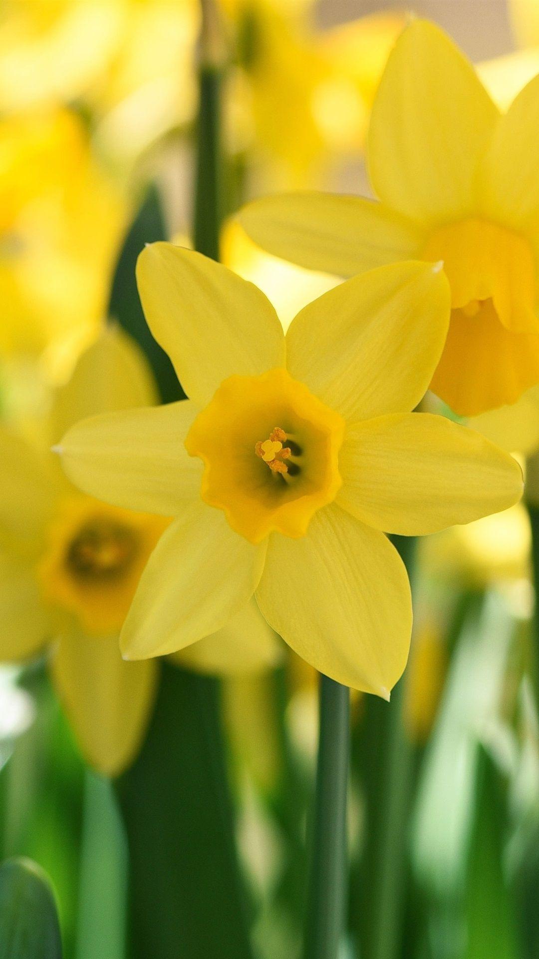 Narcissus Wallpapers - Top Free Narcissus Backgrounds - WallpaperAccess