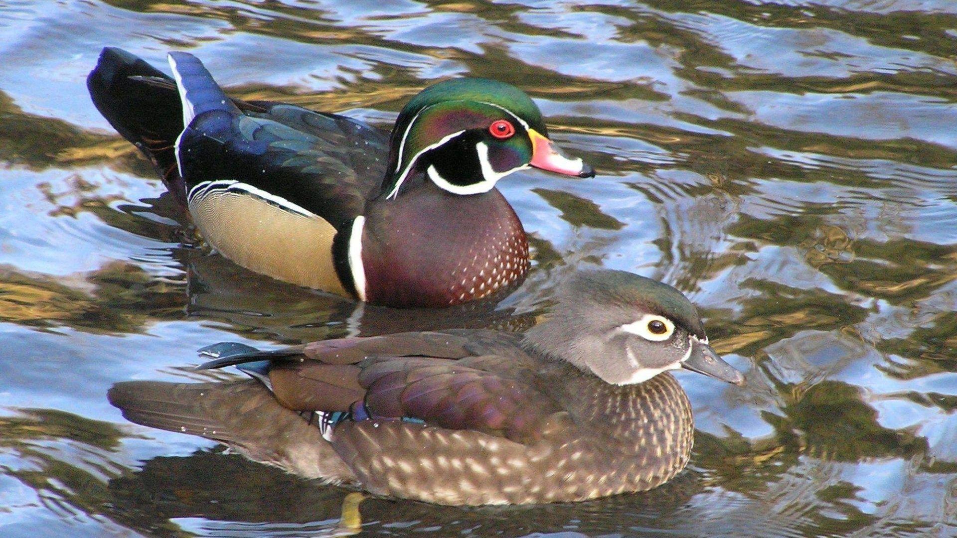 1920x1080 Birds: Ducks Bird Wood Duck Jungle Picture for HD 16:9 High