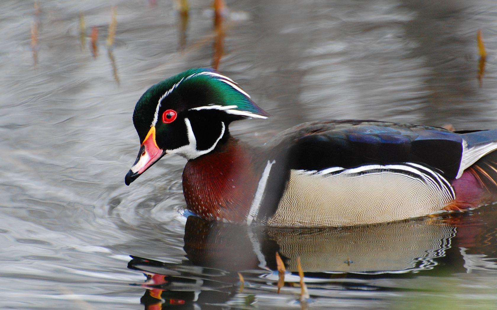 1680x1050 image of Wood Duck Wallpaper Portrait - #FAN