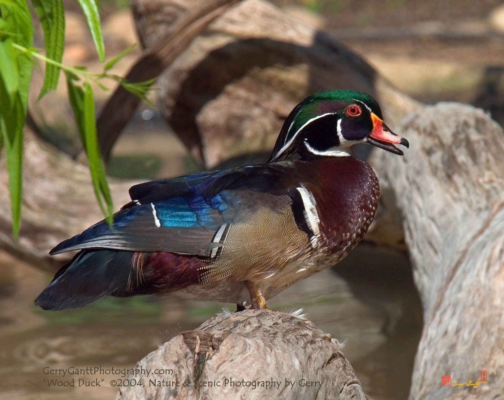 1700x1349 Wood Duck Wallpaper