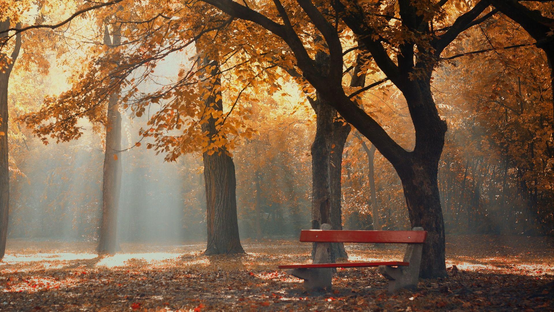 1920x1080 Download 1920x1080 HD Wallpaper central park autumn bench rays, Desktop Background HD