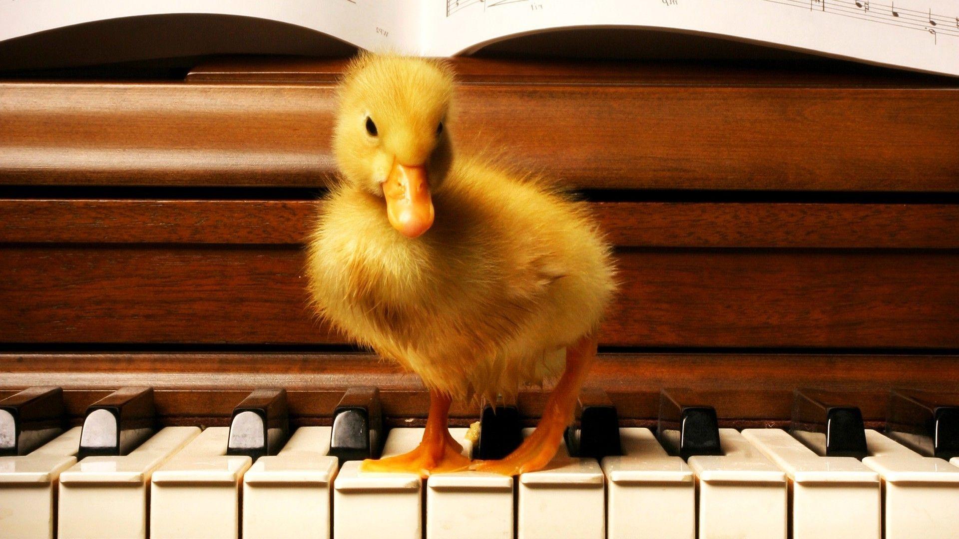 1920x1080 wood, Duck, Old Building, Piano, Birds, Baby Animals Wallpaper HD
