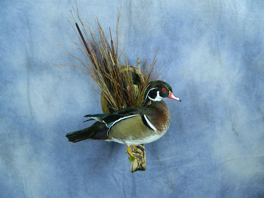 1024x768 Showpiece Taxidermy: Wood Duck, Mallard, and Pintail Mounts