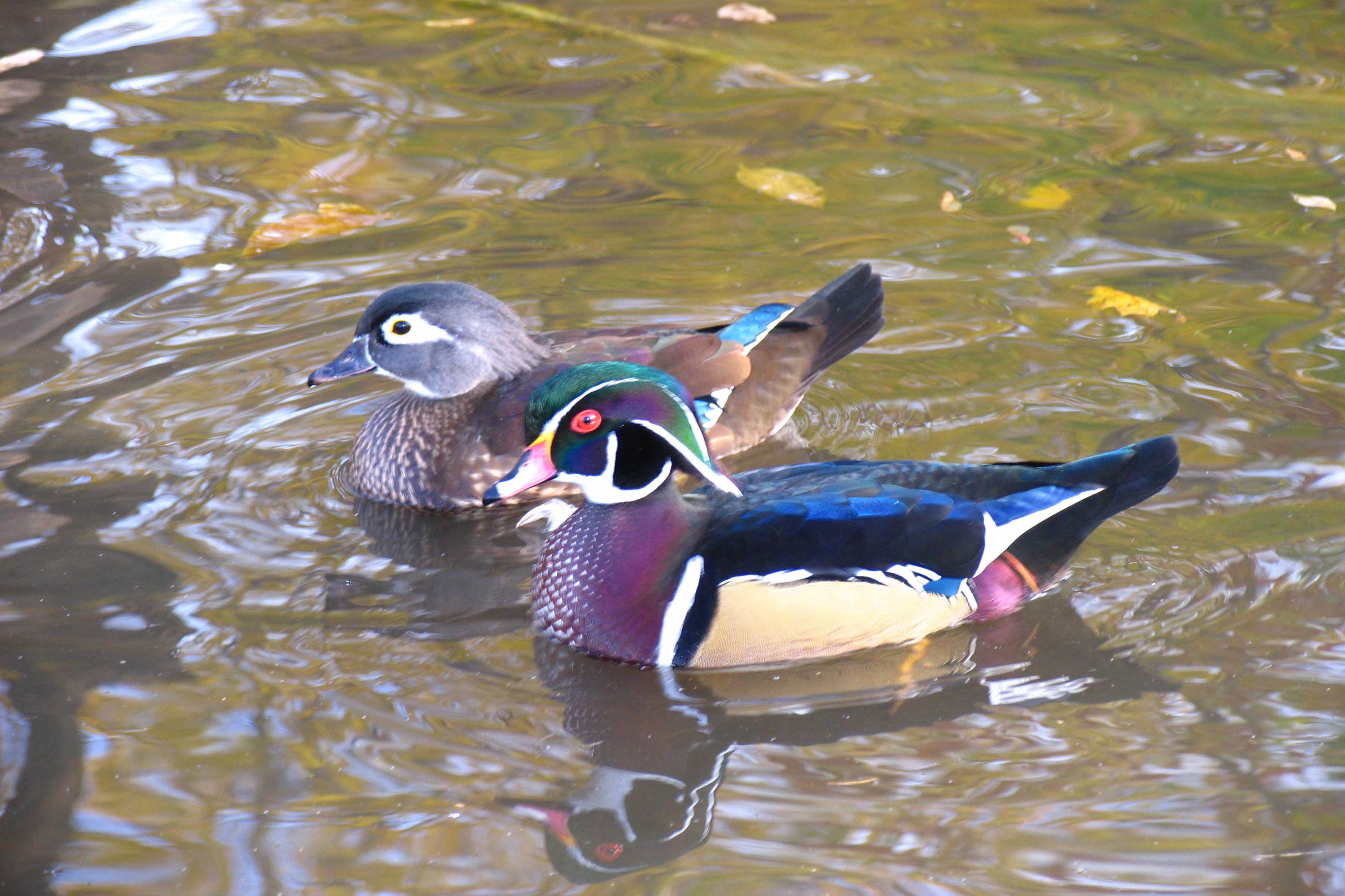 3600x2400 Duck Pair