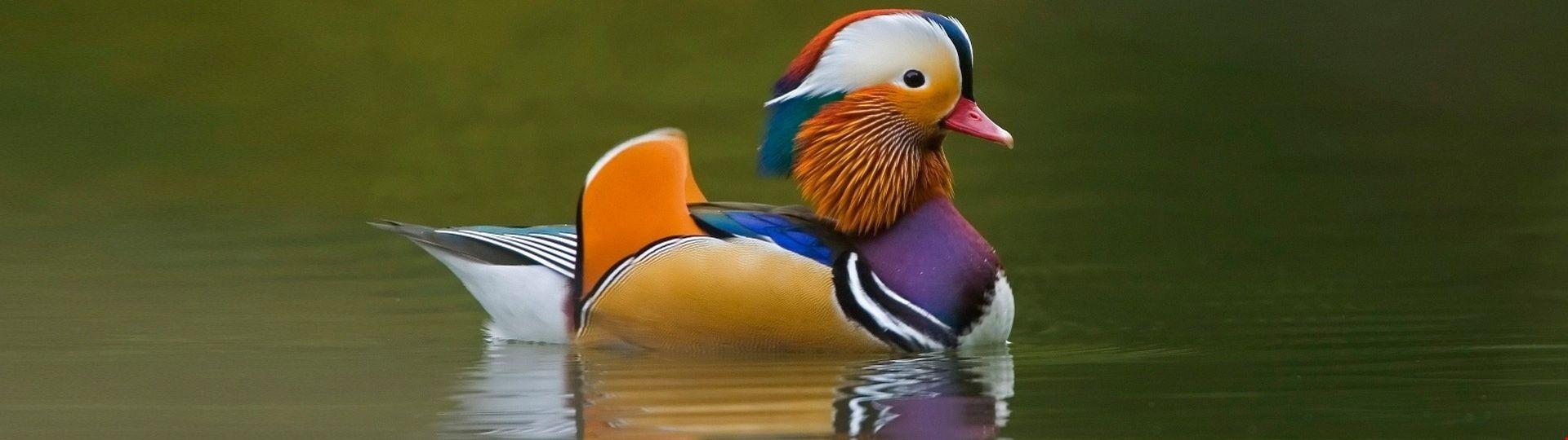 1920x540 1k Mandarin Duck Background. HD Wallpaper 5k