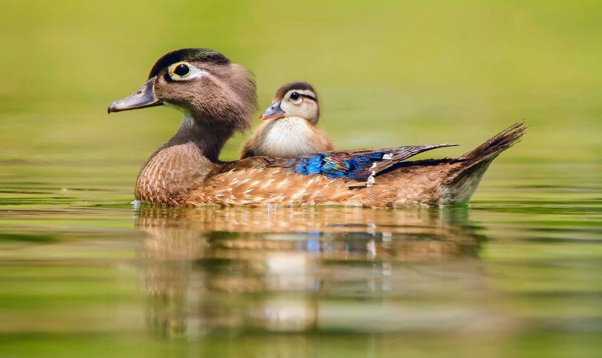 1200x715 Cute Wood Duck