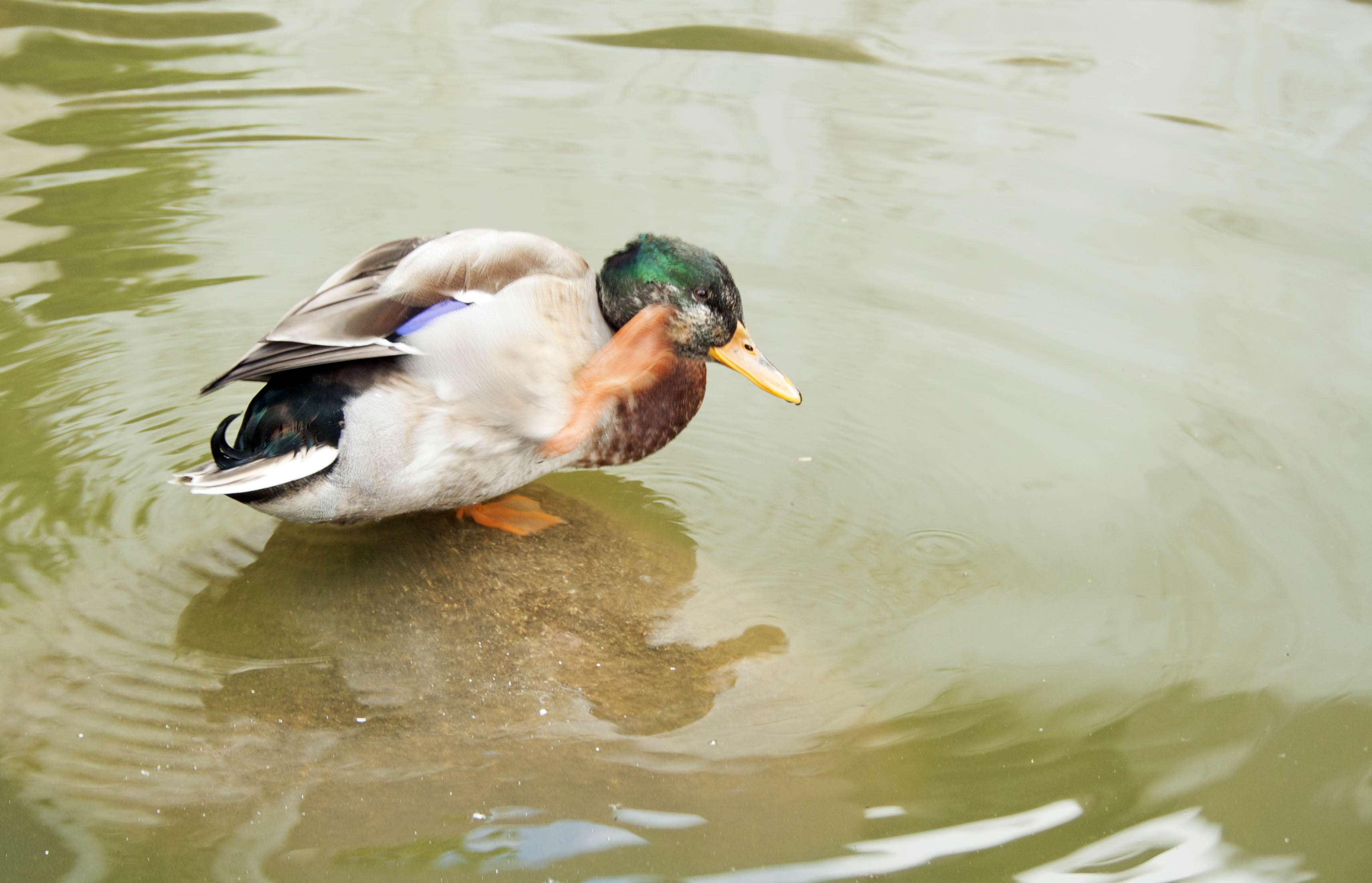 3438x2213 bird, birding, duck, water, wildl, wildlife, wood duck 4k wallpaper