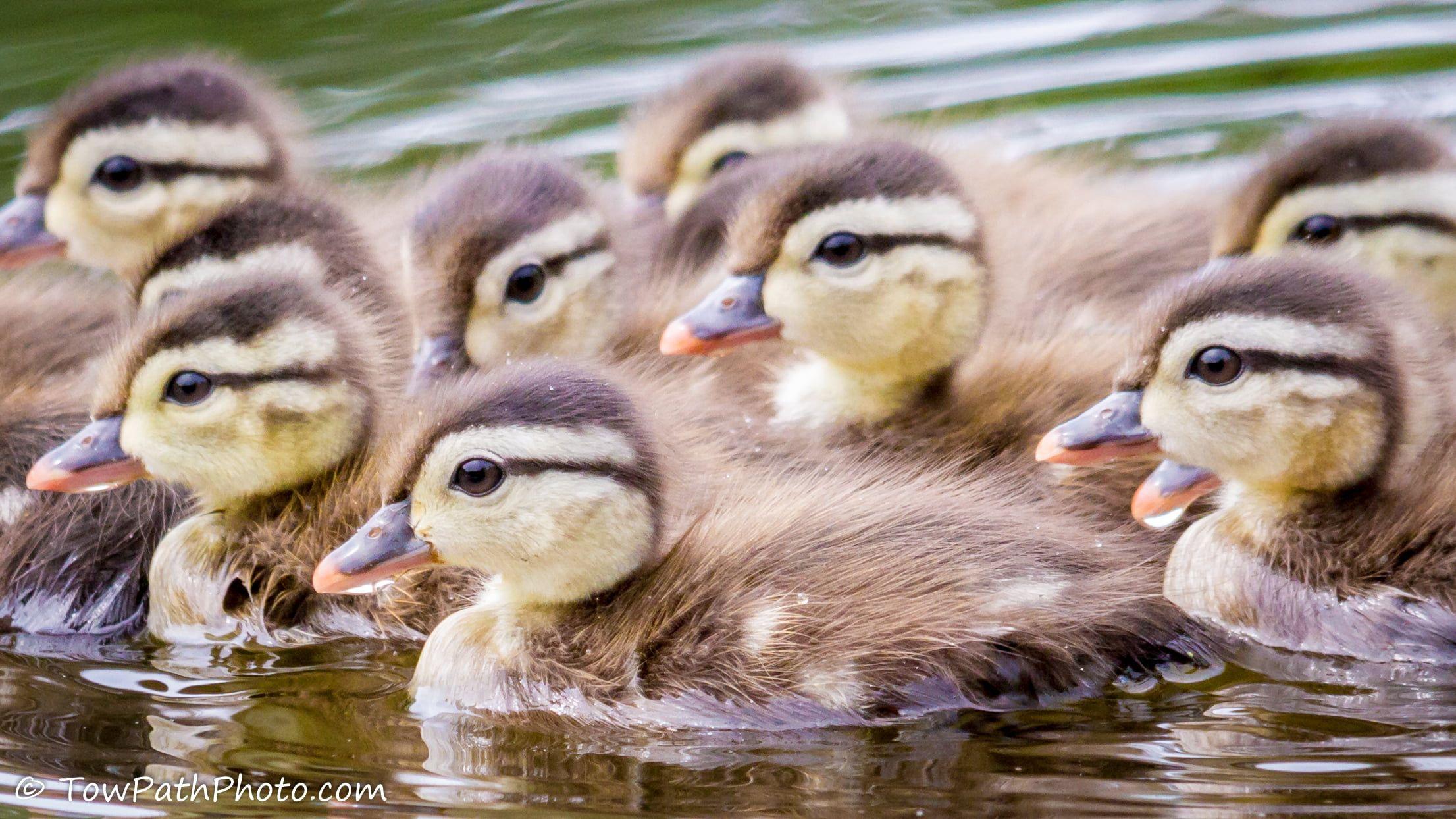 2212x1244 Brown and beige ducklings, wood duck HD wallpaper