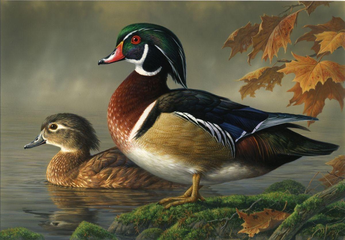 Wood Duck Wallpapers - Top Free Wood Duck Backgrounds - WallpaperAccess