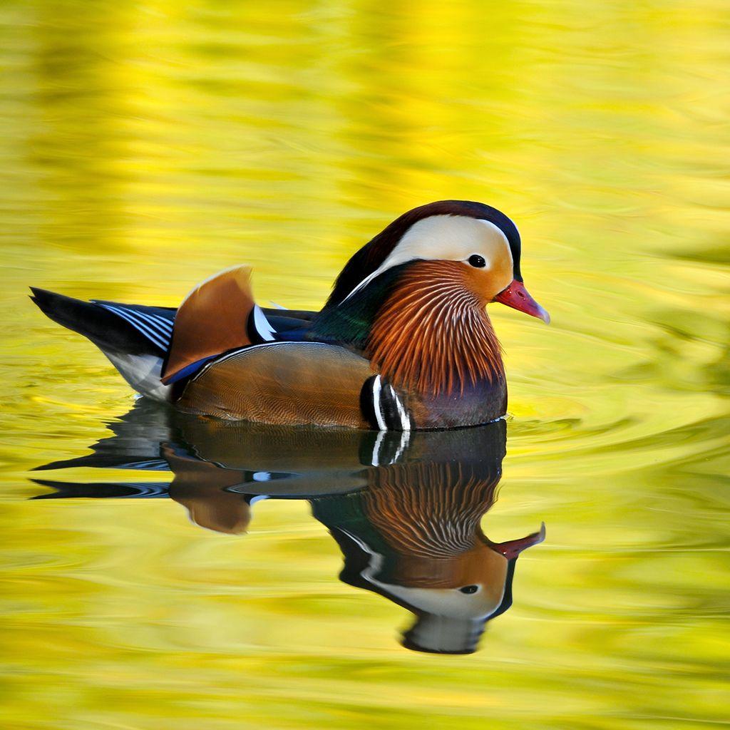 1024x1024 InterfaceLIFT Wallpaper: Male Mandarin Duck