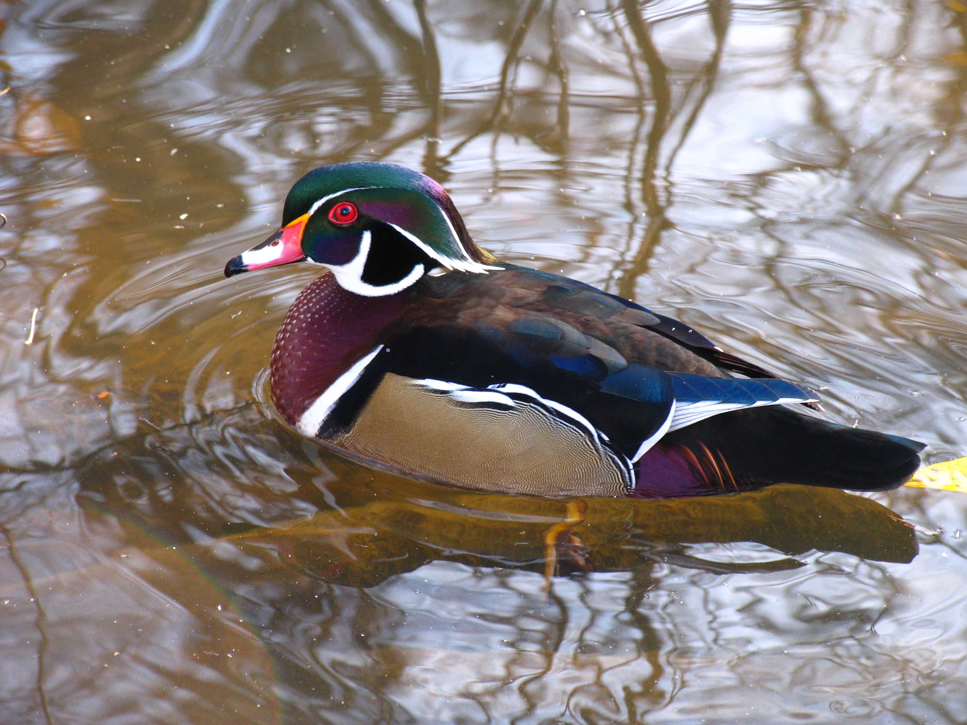 Wood Duck Wallpapers - Top Free Wood Duck Backgrounds - WallpaperAccess