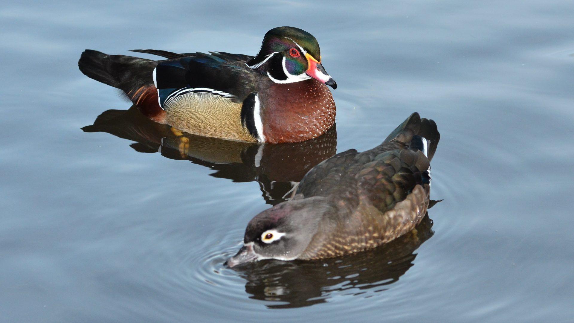 1920x1080 Duck Tag wallpaper: Ducks Duck Wood Bird Humming HD Photo. Duck