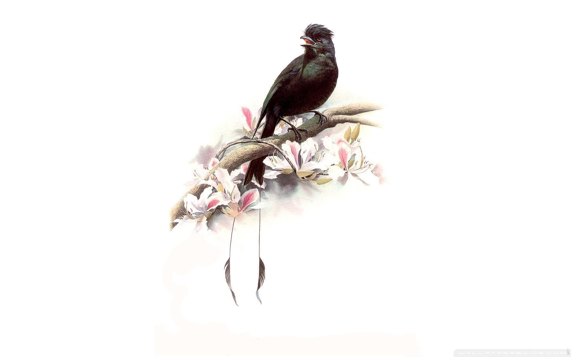 Bird Painting Wallpapers - Top Free Bird Painting Backgrounds